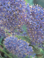 Preview: Ceanothus Concha Stamm4